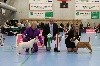  - Exposition Dansk Terrier Klub (Danemark)